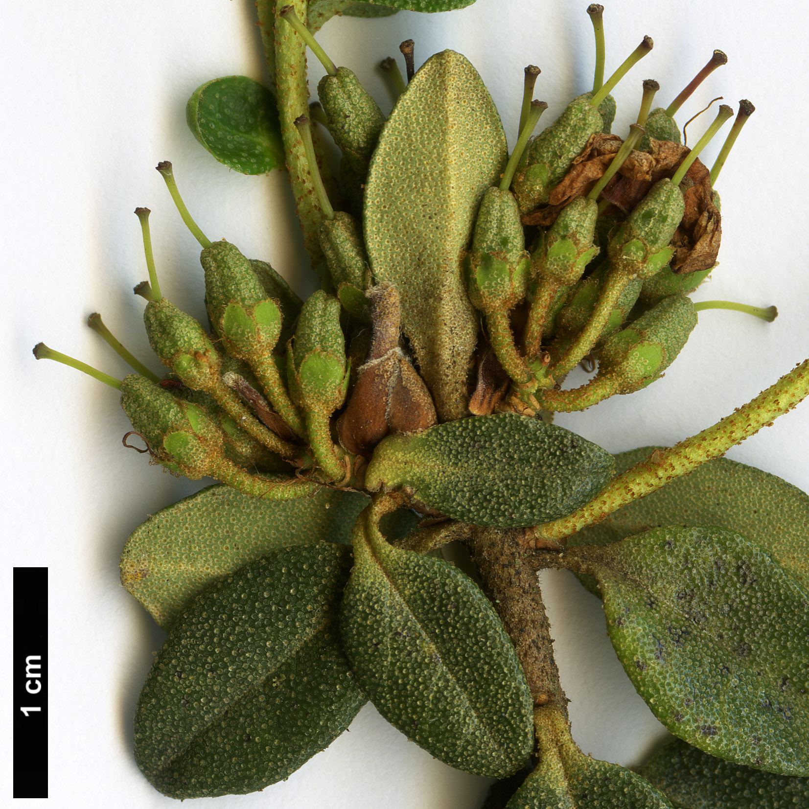 High resolution image: Family: Ericaceae - Genus: Rhododendron - Taxon: aff. tsaii 